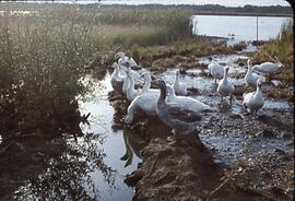 Slide: Geese