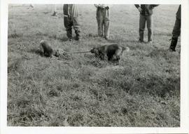 Photo: Tug-o-War