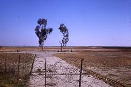 Slide: Trees